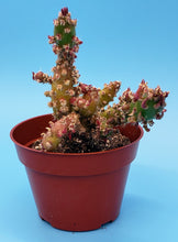 Load image into Gallery viewer, 4" 'Eve's Needle' Cactus