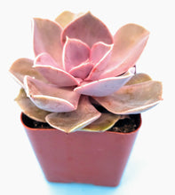 Load image into Gallery viewer, 2" Echeveria 'Perle Von Nurnberg' (PVN)