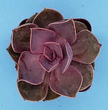Load image into Gallery viewer, 2" Echeveria 'Perle Von Nurnberg' (PVN)