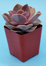 Load image into Gallery viewer, 2" Echeveria 'Perle Von Nurnberg' (PVN)