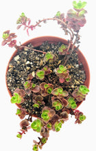 Load image into Gallery viewer, 4" Sedum spurium 'Dragon's Blood'