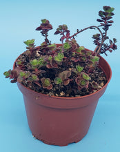 Load image into Gallery viewer, 4" Sedum spurium 'Dragon's Blood'