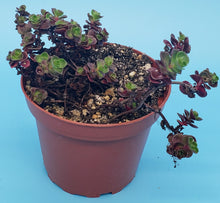 Load image into Gallery viewer, 4" Sedum spurium 'Dragon's Blood'