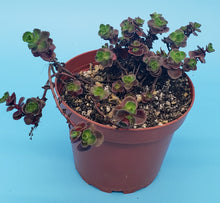 Load image into Gallery viewer, 4" Sedum spurium 'Dragon's Blood'