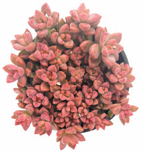Load image into Gallery viewer, 4" Graptosedum 'Vera Higgins'