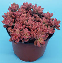 Load image into Gallery viewer, 4" Graptosedum 'Vera Higgins'