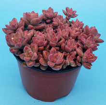 Load image into Gallery viewer, 4" Graptosedum 'Vera Higgins'