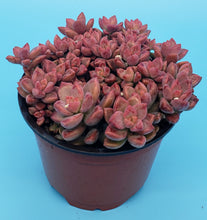 Load image into Gallery viewer, 4" Graptosedum 'Vera Higgins'