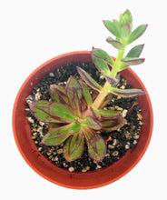 Load image into Gallery viewer, 4" Echeveria nodulosa 'Painted Lady'