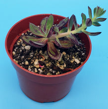 Load image into Gallery viewer, 4" Echeveria nodulosa 'Painted Lady'