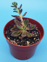 Load image into Gallery viewer, 4" Echeveria nodulosa 'Painted Lady'