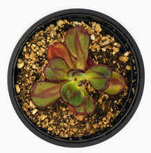 Load image into Gallery viewer, 4" Echeveria nodulosa 'Painted Lady'