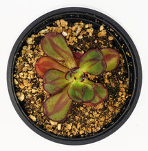 Load image into Gallery viewer, 4" Echeveria nodulosa 'Painted Lady'