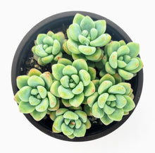 Load image into Gallery viewer, 4" Sedum clavatum