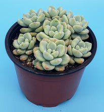Load image into Gallery viewer, 4" Sedum clavatum