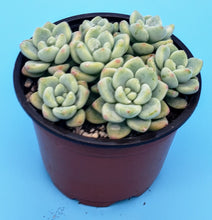 Load image into Gallery viewer, 4" Sedum clavatum