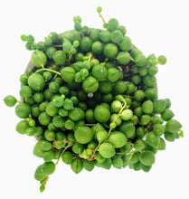 Load image into Gallery viewer, 4" Senecio rowleyanus 'String-of-Pearls'