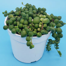 Load image into Gallery viewer, 4" Senecio rowleyanus 'String-of-Pearls'