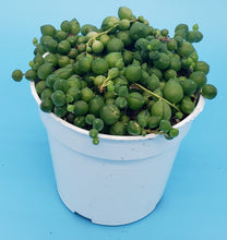 Load image into Gallery viewer, 4" Senecio rowleyanus 'String-of-Pearls'