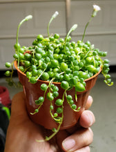 Load image into Gallery viewer, 4" Senecio rowleyanus 'String-of-Pearls'