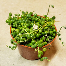 Load image into Gallery viewer, 4" Senecio rowleyanus 'String-of-Pearls'