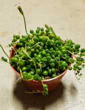 Load image into Gallery viewer, 4" Senecio rowleyanus 'String-of-Pearls'
