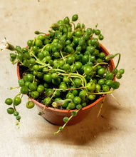 Load image into Gallery viewer, 4" Senecio rowleyanus 'String-of-Pearls'