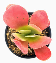 Load image into Gallery viewer, 4" Kalanchoe luciae 'Flapjack'