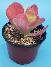 Load image into Gallery viewer, 4" Kalanchoe luciae 'Flapjack'
