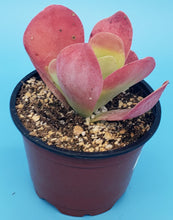 Load image into Gallery viewer, 4" Kalanchoe luciae 'Flapjack'