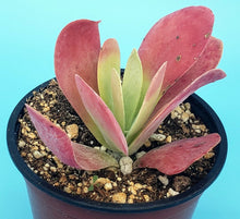 Load image into Gallery viewer, 4" Kalanchoe luciae 'Flapjack'