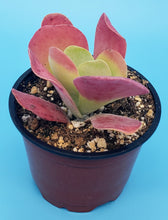 Load image into Gallery viewer, 4" Kalanchoe luciae 'Flapjack'