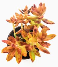 Load image into Gallery viewer, 4" Sedum adolphii
