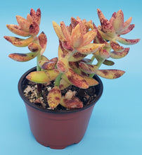 Load image into Gallery viewer, 4" Sedum adolphii