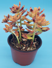 Load image into Gallery viewer, 4" Sedum adolphii