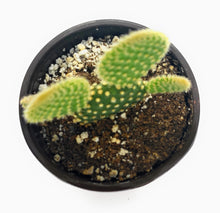 Load image into Gallery viewer, 4" 'Mouse Ears' Cactus