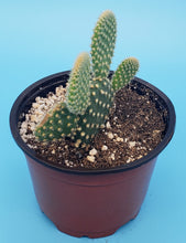 Load image into Gallery viewer, 4" 'Mouse Ears' Cactus