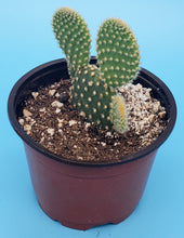 Load image into Gallery viewer, 4" 'Mouse Ears' Cactus