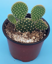 Load image into Gallery viewer, 4" 'Mouse Ears' Cactus