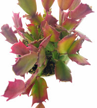 Load image into Gallery viewer, 4" 'Christmas' Cactus