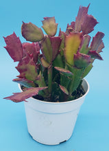 Load image into Gallery viewer, 4" 'Christmas' Cactus