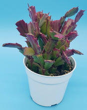 Load image into Gallery viewer, 4" 'Christmas' Cactus