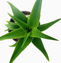 Load image into Gallery viewer, 4" 'Green' Aloe