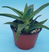 Load image into Gallery viewer, 4" 'Green' Aloe