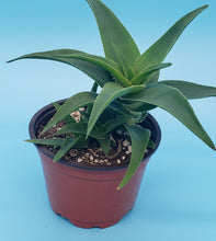 Load image into Gallery viewer, 4" 'Green' Aloe