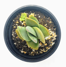 Load image into Gallery viewer, 4" Crassula 'Moonglow'