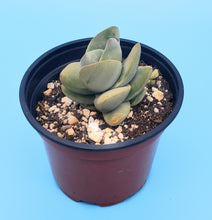 Load image into Gallery viewer, 4" Crassula 'Moonglow'