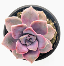 Load image into Gallery viewer, 4" Graptopetalum 'Purple Delight'