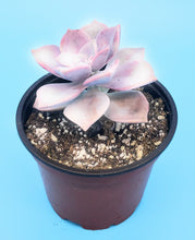 Load image into Gallery viewer, 4" Graptopetalum 'Purple Delight'