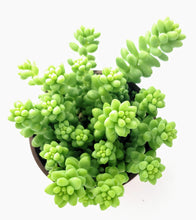 Load image into Gallery viewer, 4" Sedum morganianum 'Burro's Tail' (Donkey's Tail)